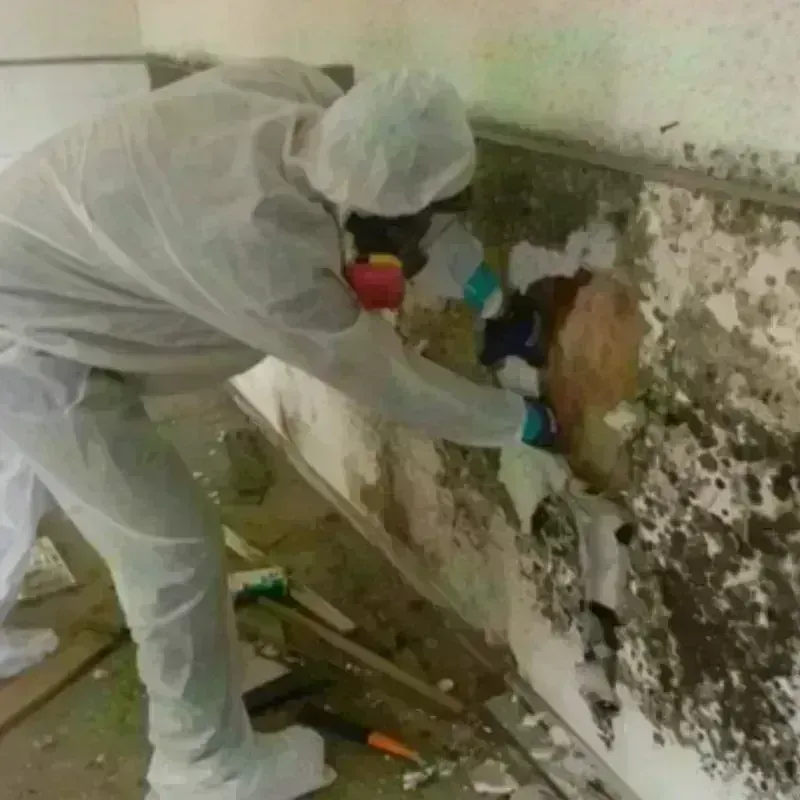 Mold Remediation and Removal in Oak Park, CA